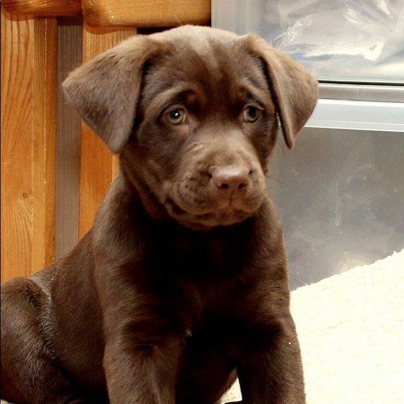 Meet your Posher, Allison - Picture 1 of 1